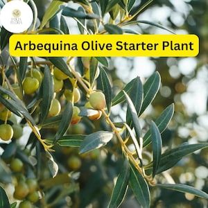 May include: Close-up of a green olive tree branch with small green olives growing on it. The branch is against a blurred background of green leaves and sunlight. The text "Arbèquina Olive Starter Plant" is displayed on a yellow banner.