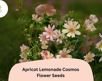 Cosmos bipinnatus Apricot Lemonade Seeds – 200+ Pastel Blooms for Garden & Cut Flowers