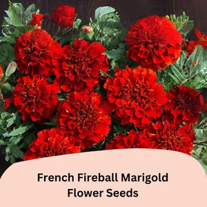 May include: Close-up of a bouquet of bright red French Fireball Marigold flowers. The flowers are arranged in a cluster with green foliage. The text "French Fireball Marigold Flower Seeds" is displayed on a pink background.