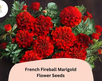 Tagetes patula French Fireball Marigold Seeds – 25+ Vibrant Red & Gold Blooms for Garden and Borders