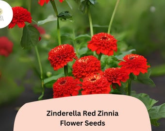 Semillas de zinnia roja Zinderella: flores de doble pompón, reliquia sin OMG