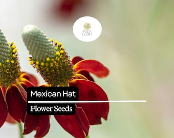 100mg Mexican Hat Seeds, Ratibida columnifera, Drought-Tolerant Wildflower with Bold Red & Yellow Blooms
