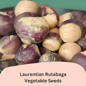May include: A close-up of Laurentian Rutabaga vegetable seeds. The image shows a pile of rutabagas with a mix of purple and beige skin. The rutabagas are on a dark plate, and the background is green.