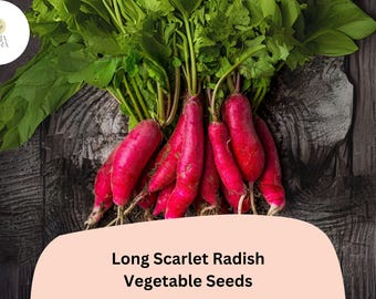 500+ Long Scarlet Radish Seeds | Heirloom Red Root Radish Variety for Garden Planting