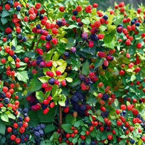 May include: A dense blackberry bush featuring a vibrant mix of bright red, unripe berries and deep, dark purple, ripe blackberries nestled among lush green leaves, creating a textured display of fruit in various stages of development.