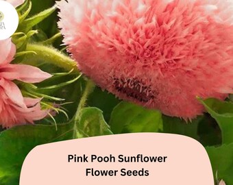 Pink Pooh Sunflower Seeds | Rare Double Blooms, Pollinator-Friendly