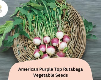 500+ American Purple Top Rutabaga Seeds – Heirloom Brassica Seeds for Garden Planting
