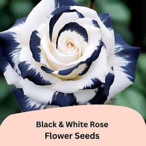 K&ouml;nnte beinhalten: Schwarze und wei&szlig;e Rosenbl&uuml;ten-Samen. Die Rose hat wei&szlig;e Bl&uuml;tenbl&auml;tter mit schwarzen Streifen.