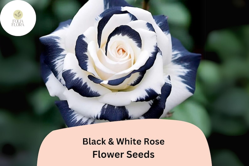 K&ouml;nnte beinhalten: Schwarze und wei&szlig;e Rosenbl&uuml;ten-Samen. Die Rose hat wei&szlig;e Bl&uuml;tenbl&auml;tter mit schwarzen Streifen.