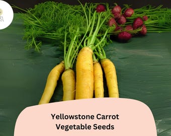 1000+ Yellowstone Carrot Seeds – Heirloom, Sweet & Tender Yellow Carrots