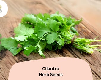1000pcs Cilantro Seeds for Planting – Heirloom Coriander – Non-GMO Culinary Herb
