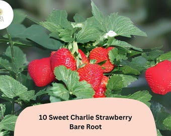10 Sweet Charlie Strawberry Plants | Live Bare Root June-Bearing | Fragaria × ananassa Garden Fruit