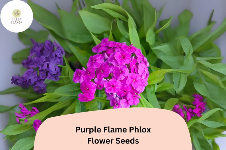 FoliaFlora Phlox Seeds - Thumbnail 2