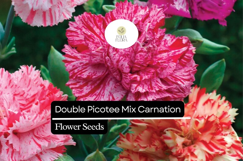 Double Picotee Mix Carnation (dianthus Caryophyllus) – Fragrant Blooms ...
