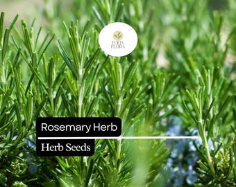 100mg Rosemary Seeds | Rosmarinus officinalis | Culinary Herb for Cooking, Aromatherapy, and Gardens