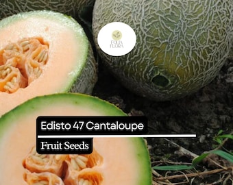 20 Seeds Edisto 47 Cantaloupe (Cucumis melo) – Sweet, Heat-Tolerant Heirloom Melon Variety