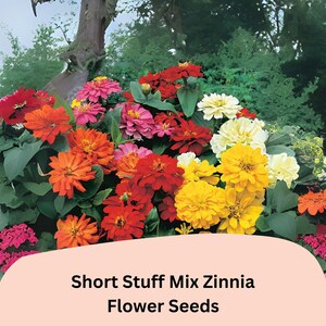 May include: A vibrant display of mixed Zinnia flowers in shades of red, orange, yellow, pink, and white. The image features a lush arrangement of blooms with the text "Short Stuff Mix Zinnia Flower Seeds" on a peach-colored background.