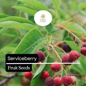 May include: Close-up of a serviceberry bush with ripe red berries. The berries are clustered together on the branches, and the leaves are green. The text "Serviceberry Fruit Seeds" is visible on the image.