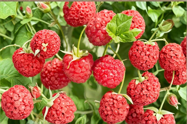 May include: A cluster of vibrant red raspberries hanging from green stems with small green leaves. Each raspberry features a textured, bumpy surface characteristic of the fruit, with some berries showing small green calyxes at the base.