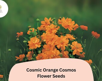 Cosmic Orange Cosmos Seeds | Heat Tolerant Annual Flowers