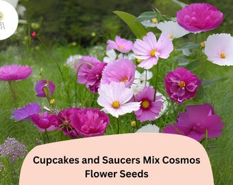 Cupcakes & Saucers Cosmos Seeds | Mixed Colors, Easy Grow