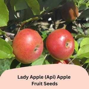 May include: Two ripe Lady Apples, also known as Api Apples, are featured in this image, showcasing their vibrant red skin. The apples are surrounded by green leaves on a branch. The text "Lady Apple (Api) Apple Fruit Seeds" is displayed.