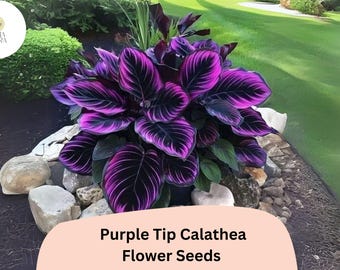 Purple Tip Calathea Seeds | Exotic Tropical Foliage, 25+ Seeds