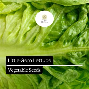 May include: Close-up of fresh Little Gem lettuce with vibrant green leaves. The image includes the text "Little Gem Lettuce Vegetable Seeds" in a black box, suggesting a product for gardening or culinary use.