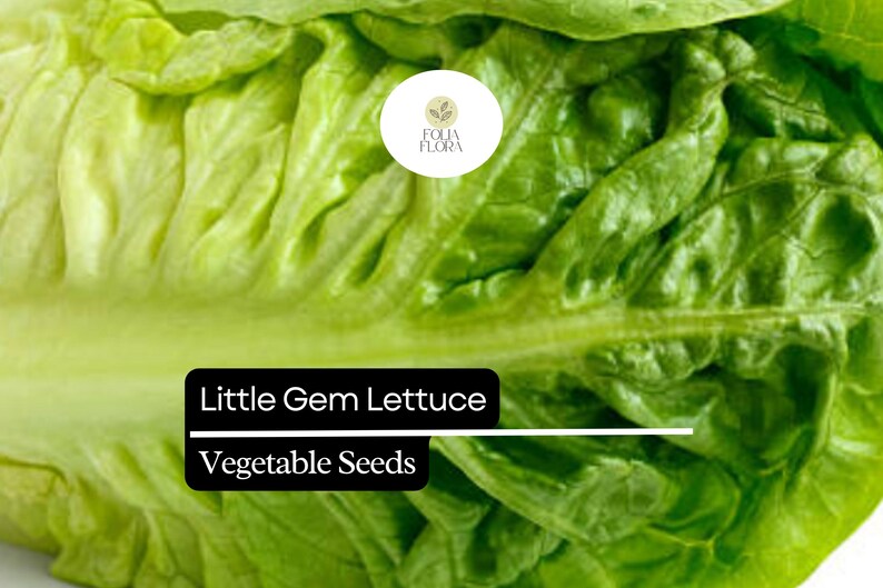 May include: Close-up of fresh Little Gem lettuce with vibrant green leaves. The image includes the text "Little Gem Lettuce Vegetable Seeds" in a black box, suggesting a product for gardening or culinary use.