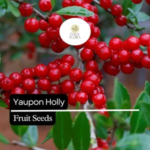 Puede incluir: Primer plano de una rama de acebo Yaupon con bayas rojas brillantes y hojas verdes. La imagen incluye el texto "Yaupon Holly Fruit Seeds" en un cuadro negro y un logotipo circular.