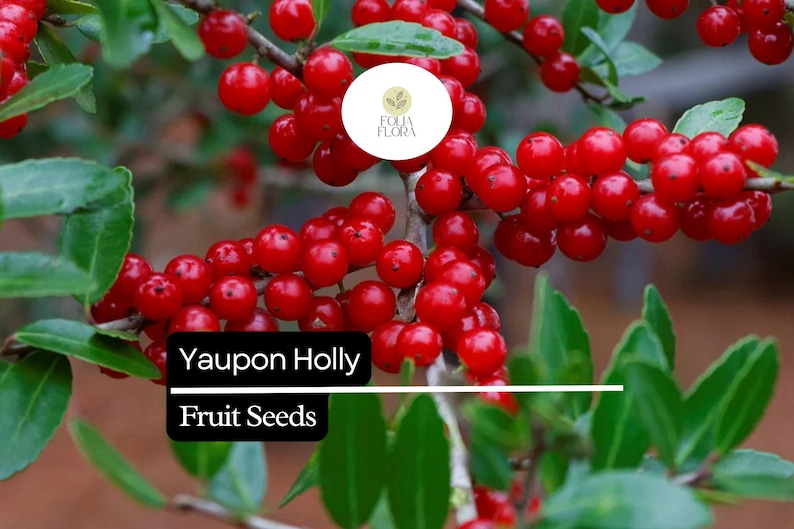 Puede incluir: Primer plano de una rama de acebo Yaupon con bayas rojas brillantes y hojas verdes. La imagen incluye el texto "Yaupon Holly Fruit Seeds" en un cuadro negro y un logotipo circular.