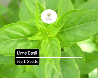 1000 Seeds Lime Basil (Ocimum basilicum) – Citrus-Scented Herb for Culinary & Garden Use