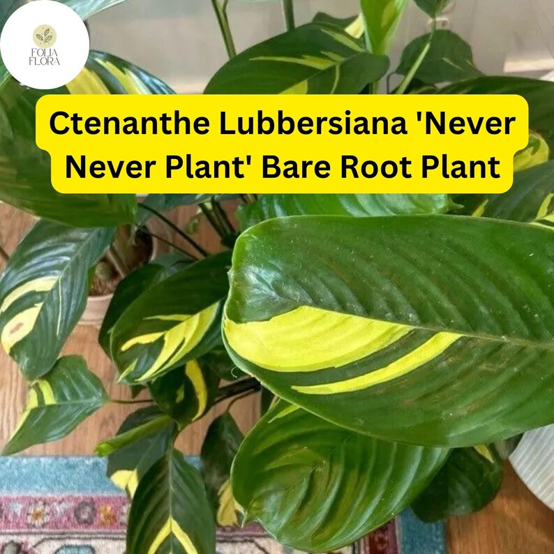 FoliaFlora Ctenanthe lubbersiana Never Never Plant - Thumbnail 2