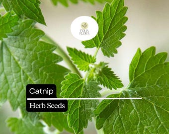 2000 Seeds Catnip, Nepeta Cataria, Aromatic Herb for Cats and Gardens