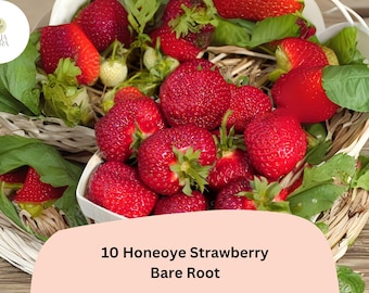 10 Honeoye Strawberry Plants | Live Bare Root | June Bearing Fragaria × ananassa Fruit