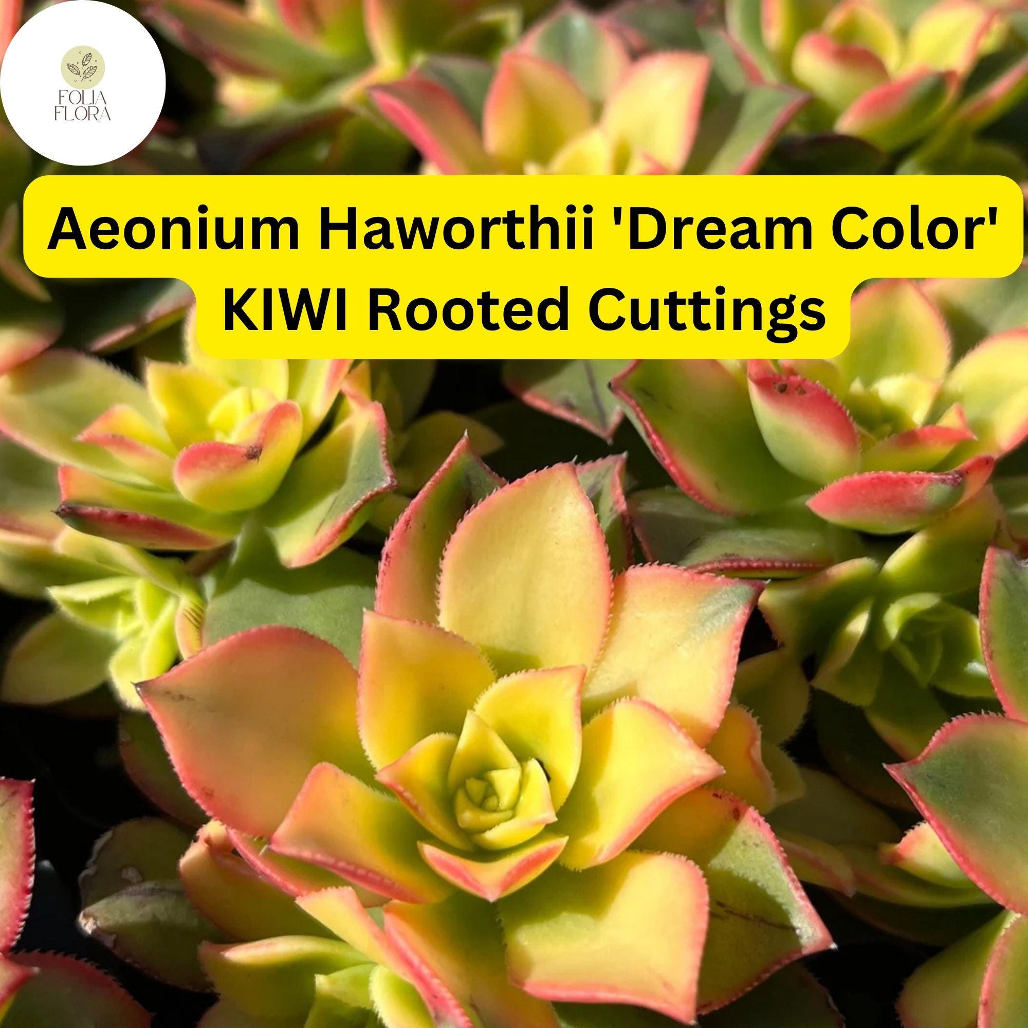 Las mejores ofertas en AEONIUM rte/Hoja de la Floración cactis & succulents | eBay Las mejores ofertas en AEONIUM rte/Hoja de la Floración cactis & succulents | eBay