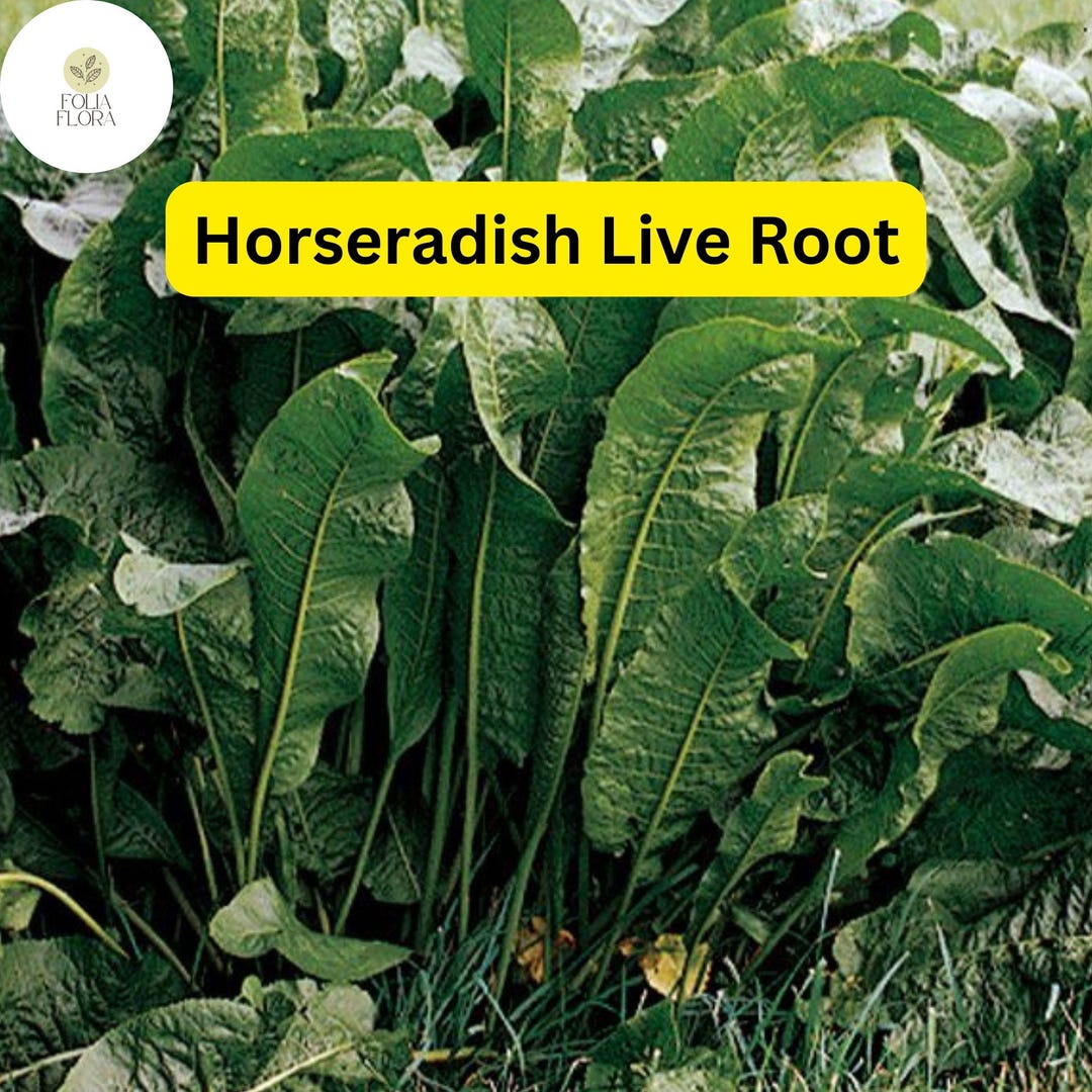 Where To Buy Horseradish Plants