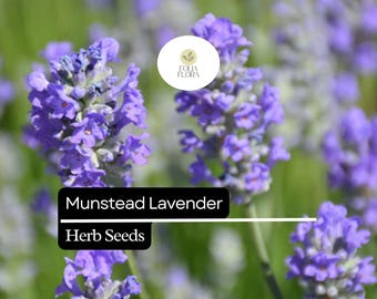50 Seeds Munstead Lavender (Lavandula angustifolia) – Fragrant, Hardy English Lavender