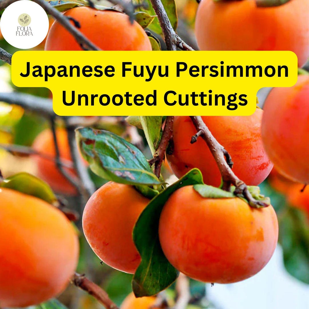 4 Japanese Fuyu Persimmon Unrooted Cuttings, Diospyros Kaki, Easy to ...