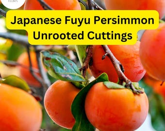 4 Japanese Fuyu Persimmon Unrooted Cuttings, Diospyros kaki, Easy to Grow Sweet Fruit Tree
