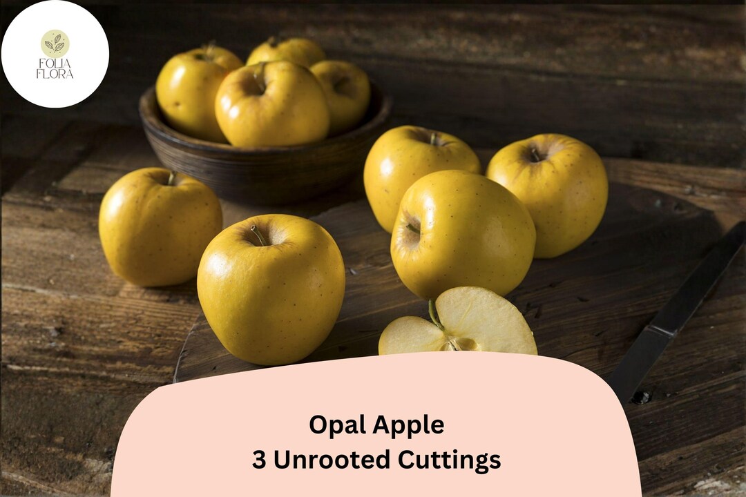 Opal Apple Tree Cuttings – 3 Rare Rooting Grafting Fruit Tree ...