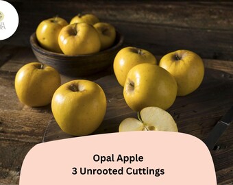 Opal Apple Tree Cuttings – 3 Rare Rooting Grafting Fruit Tree Propagation