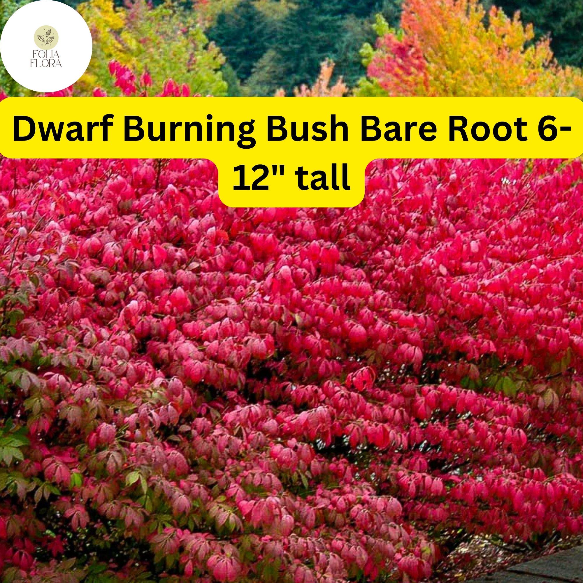 1 Dwarf Burning Bush Bare Root (euonymus Alatus) – Hardy Shrub for ...