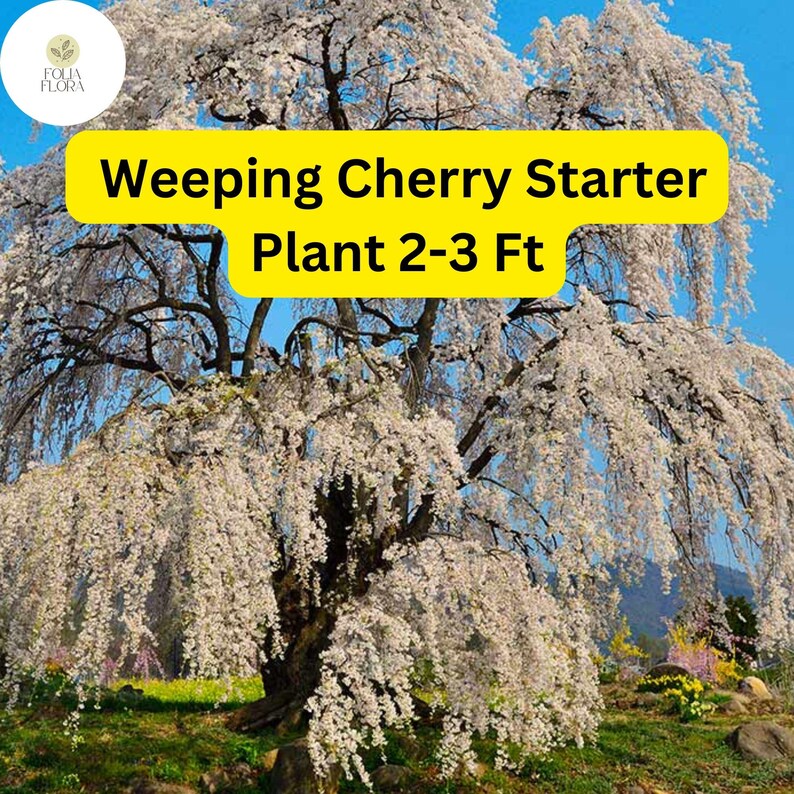 FoliaFlora Weeping Cherry Tree