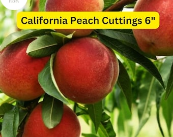 California Peach Tree Cuttings | 7 Live Prunus Persica, Home Orchard