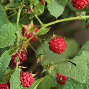 May include: A cluster of ripe, bright red raspberries hanging from a green leafy plant. The berries have a textured, bumpy surface and are attached to thin, light green stems. Several serrated green leaves surround the fruit, some showing small water droplets on their surfaces.