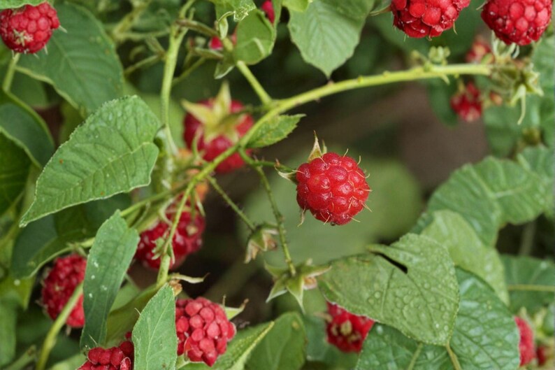 May include: A cluster of ripe, bright red raspberries hanging from a green leafy plant. The berries have a textured, bumpy surface and are attached to thin, light green stems. Several serrated green leaves surround the fruit, some showing small water droplets on their surfaces.