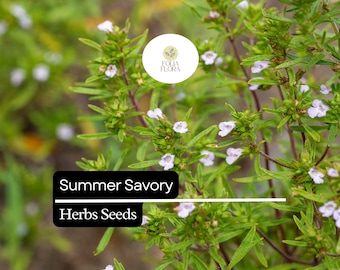 Summer Savory Seeds | 1g Satureja Hortensis, Heirloom Herb