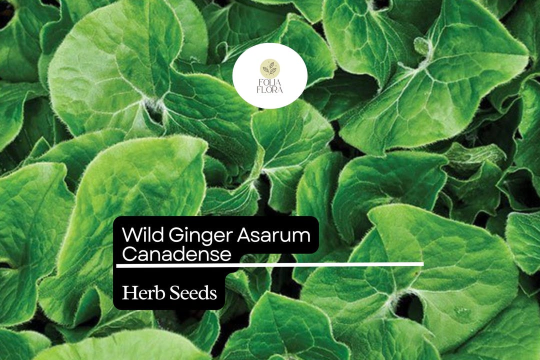 Wild Ginger Seeds 100mg | Asarum Canadense | Shade-loving Perennial ...
