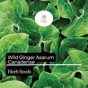 May include: Close-up of green leaves of wild ginger, Asarum canadense, herb seeds.